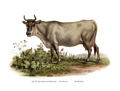 European Cattle by German School